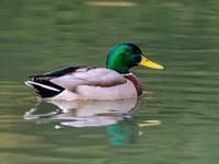 shutterstock_2272218253_duck_pīle.jpg