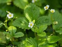 Shutterstock_2346428833_strawberry flowers_zemeņu zieds.jpg