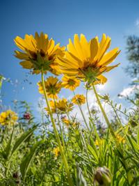 Shutterstock_2472826643_yellow flowers_dzeltenas puķes.jpg