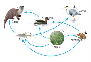 YCUZD_230727_5389_barības tīkls_4.jpg