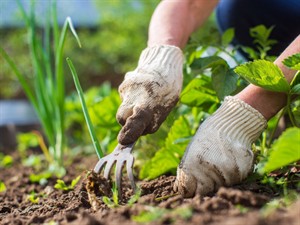 Shutterstock_2425247107_to weed_ravēt.jpg