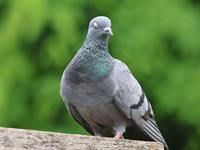 shutterstock_2497814297_pigeon_balodis.jpg
