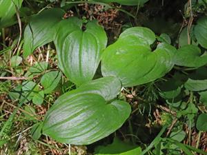 Shutterstock_2495656353_false lily of the valley_divalpu žagatiņa.jpg