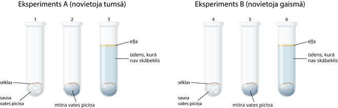 YCUZD_251114_7724_eksperiments_sēklas.png