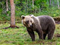 shutterstock_2450535935_bear_lācis.jpg