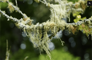 Screenshot 2026-03-31 104330.png