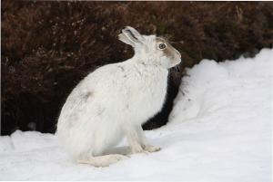 A22_Mountain_hare_Lepus_timidus.jpg
