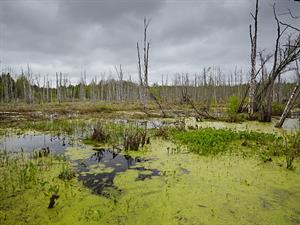 shutterstock_2285456985_swamp_purvs.jpg
