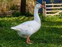 shutterstock_2303976169_goose_zoss.jpg