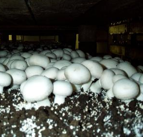 agaricus-bisporus.png