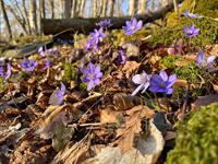 shutterstock_2154984605_liverwort_zilā vizbulīte.jpg