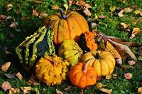 pumpkins-1712841_640.jpg