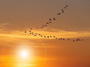 shutterstock_2030659478_migratory birds_gājputni.jpg