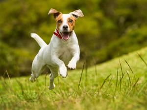 Shutterstock_211592482_dog_suns.jpg