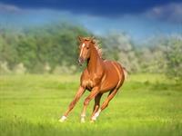 shutterstock_2507923585_horse_zirgs.jpg
