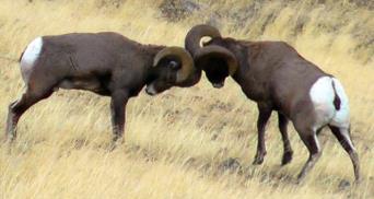 bighorns.jpg