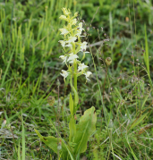 Platanthera_bifolia_(plant).png