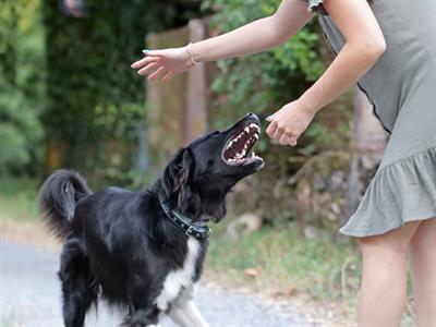 Shutterstock_2029725635_agressive dog_agresīvs suns.jpg