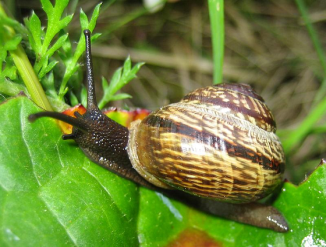 Kratsnegl (Arianta arbustorum)7.png