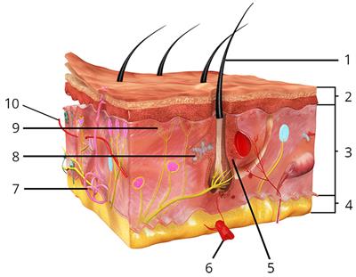YCUZD_20230807_5433_ādas uzbūve_ar cipariņiem.jpg