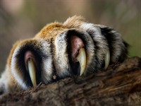 shutterstock_460015219_tiger claw_tīģera nagi.jpg