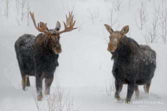 WINTER MOOSE PAIR 2011 sm s  DSC_4461CW111111-2.jpg