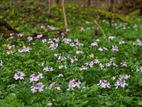 shutterstock_2139935485_cardamine bulbifera_sīpoliņu zobaine.jpg