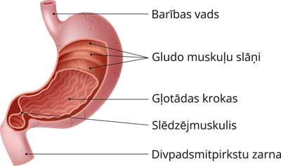 YCUZD_250525_7311_kuņģis.png