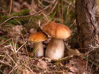 shutterstock_2405093855_boletus_baravika.jpg