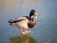 Shutterstock_1921431977_duck_pīle.jpg