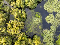 shutterstock_2659168125_Florida wetlands_Floridas mitrāji.jpg