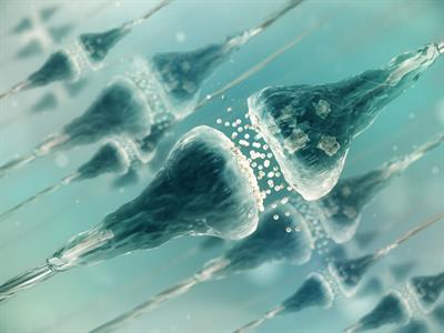 Shutterstock_1062779753_synapse_sinapse.jpg