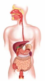 digestive-system.jpg
