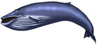 bluewhale.jpg