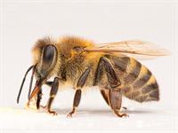 shutterstock_2361612931_bee_bite.jpg