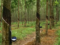 Shutterstock_2065152869_rubber tree_gumijkoks.jpg