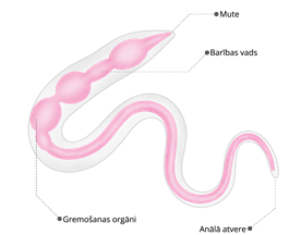 YCUZD_230109_4929_tārpa uzbūve.png