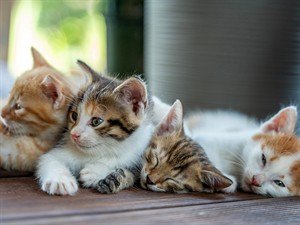 shutterstock_2506982361_kittens_kaķēni.jpg