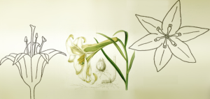 flowers_liliaceae.png