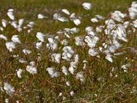 Shutterstock_1549518854_cotton grass_kokvilnas zāle.jpg