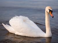 shutterstock_2464793321_swan_gulbis.jpg
