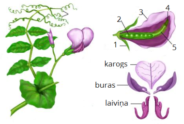 pisum-sativum-structure.png