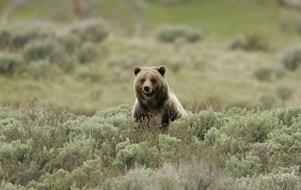 grizzly-bear-869223_1920.jpg