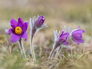 Shutterstock_2484463513_pulsatilla patens_meža silpurene.jpg