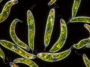 Shutterstock_377798161_Euglena spirogyra (1).jpg