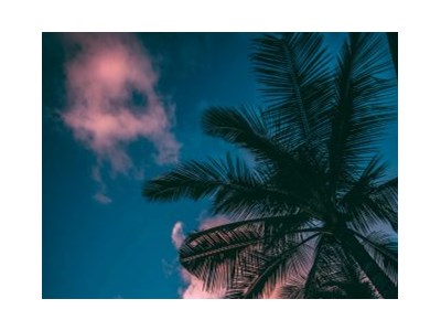 Nikola Patrīcija Saleniece