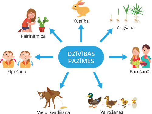 YCUZD_240626_shēma_dzīvības pazīmes_lab.png