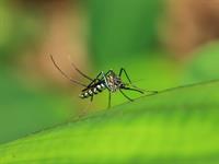 shutterstock_400909057_mosquito_ods.jpg