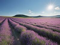Shutterstock_2452530243_meadow of lavander_lavandas lauki.jpg