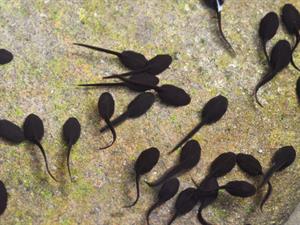 Shutterstock_1666755391_tadpoles_kurkuļi.jpg